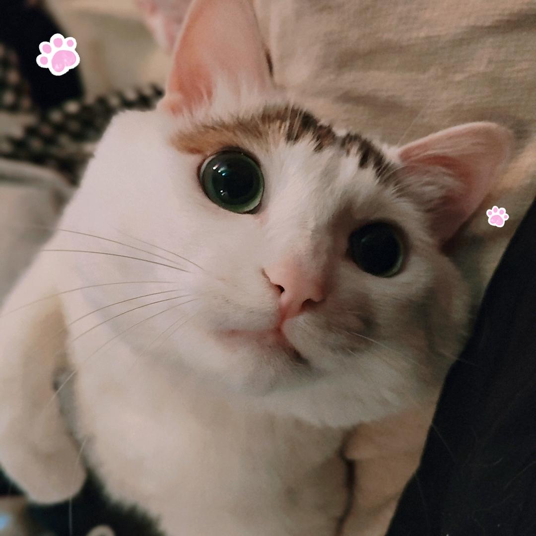 胖白
