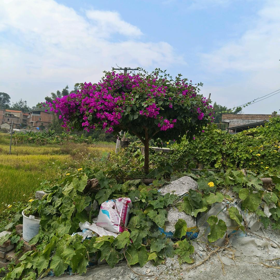 今东明春