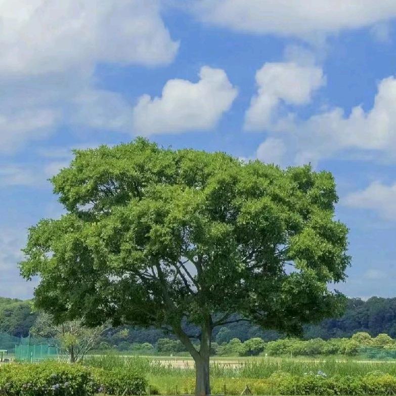 郑银农机销售中心