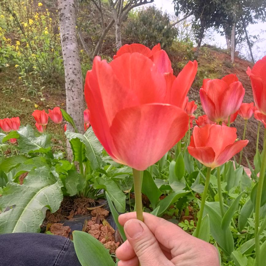 小桃哥