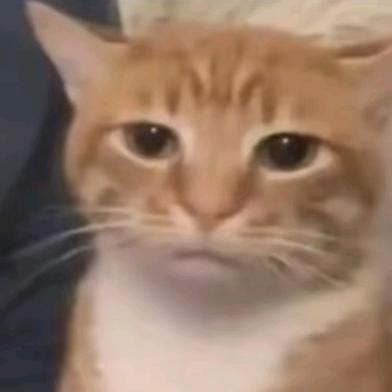 冷漠猫头