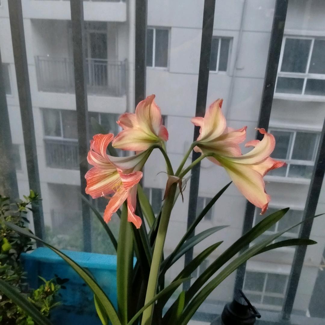 落叶@