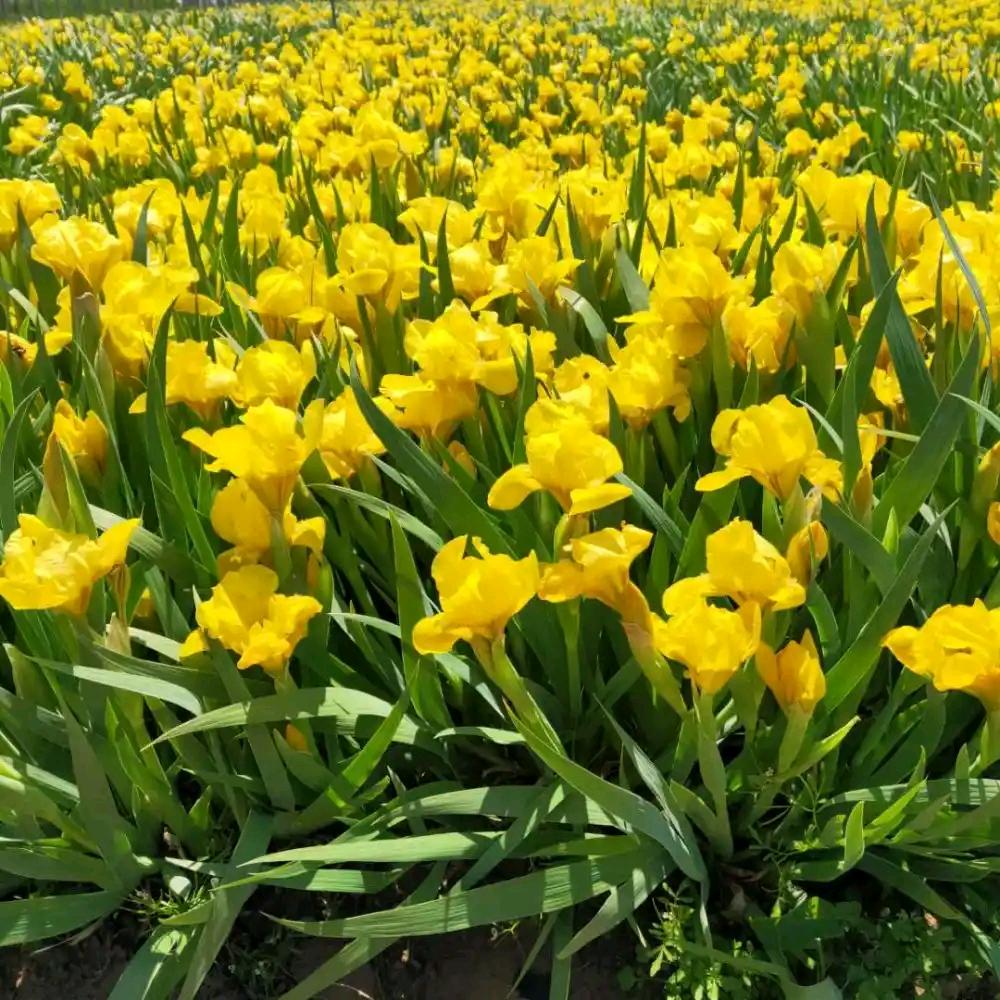 太行盆景花卉园