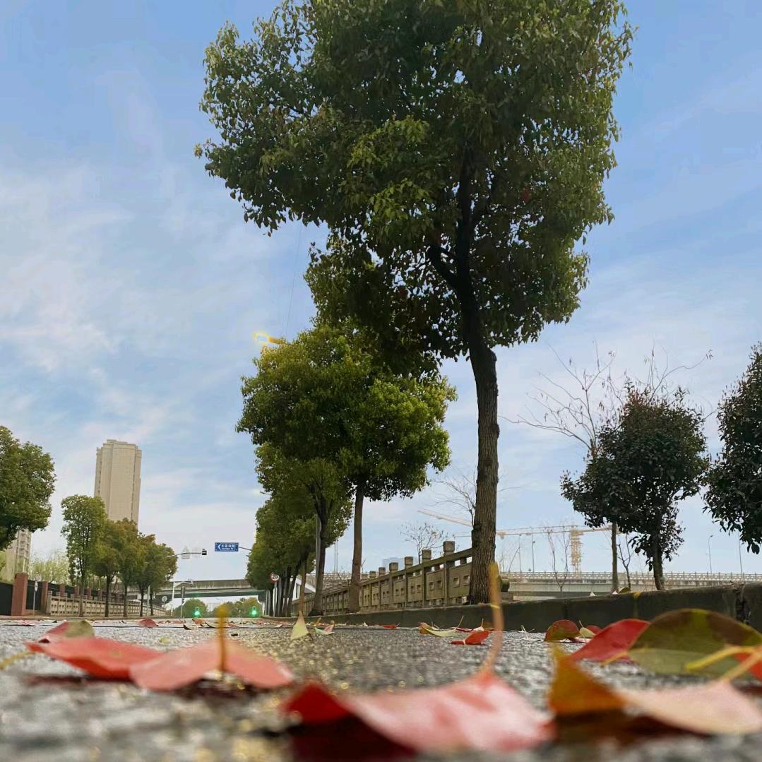 এ᭄杨₅₂₀张ོꦿృ༊