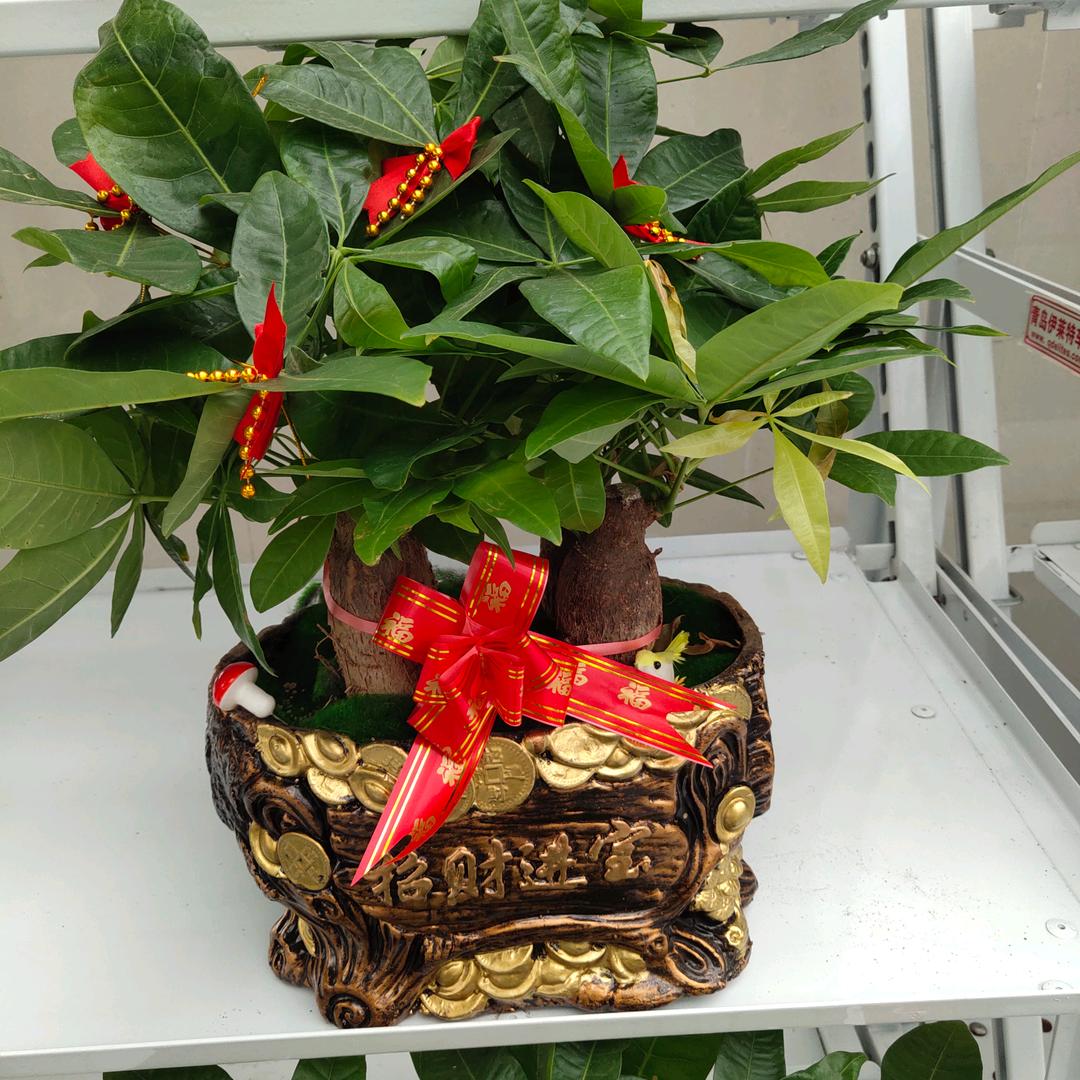 好运来老鲁