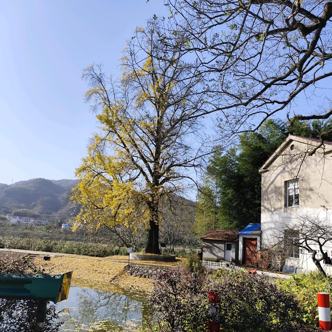 猫爪草产地大货对接