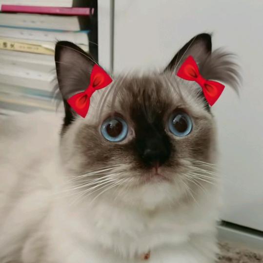 布咪是只狗