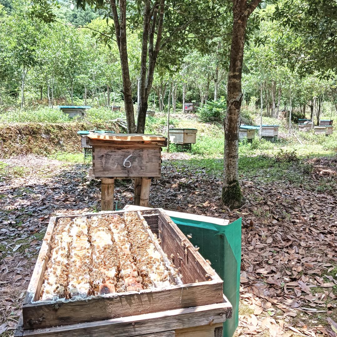 金盆山纯天然土蜂蜜 瑞洪中蜂园