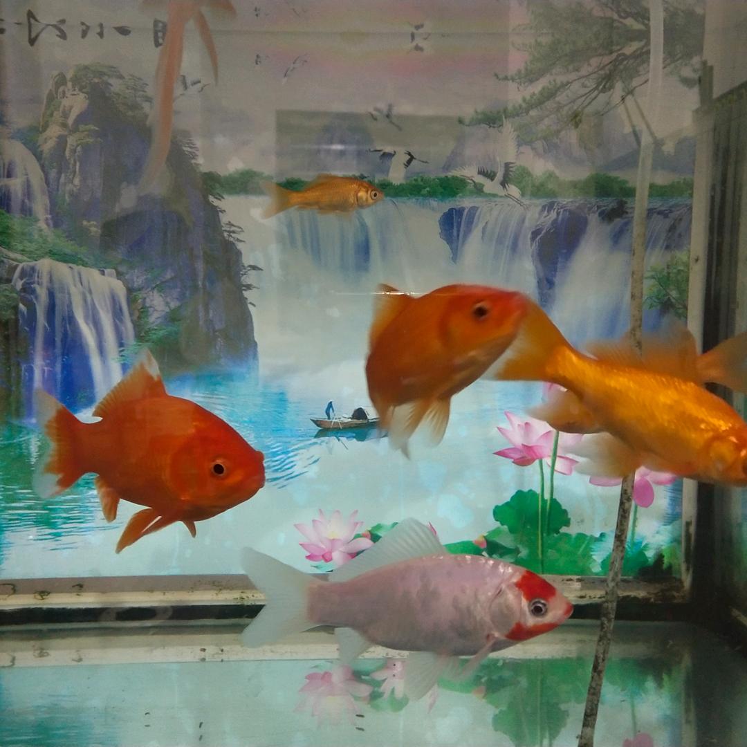 🌜梦里的梦🌛