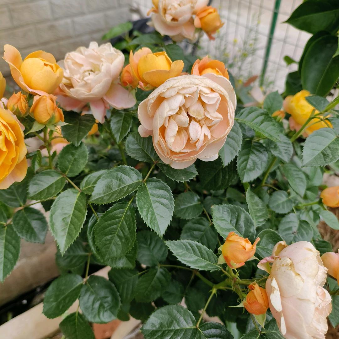 花开锦绣