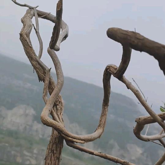 山野黄荆黄栌