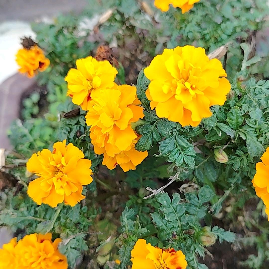 AAA