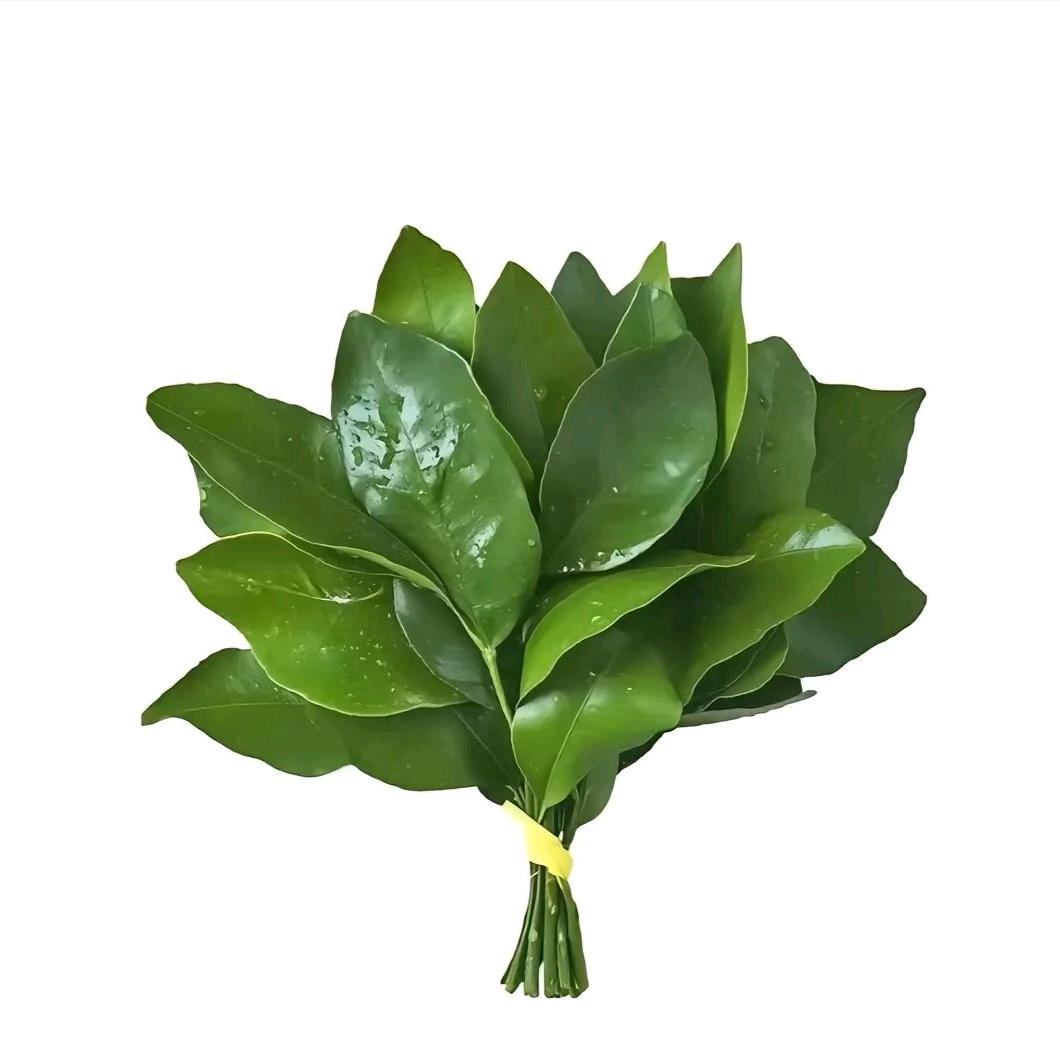 夏天是条狗子