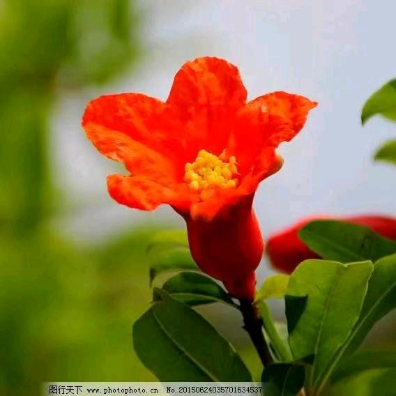 石榴花开月月香