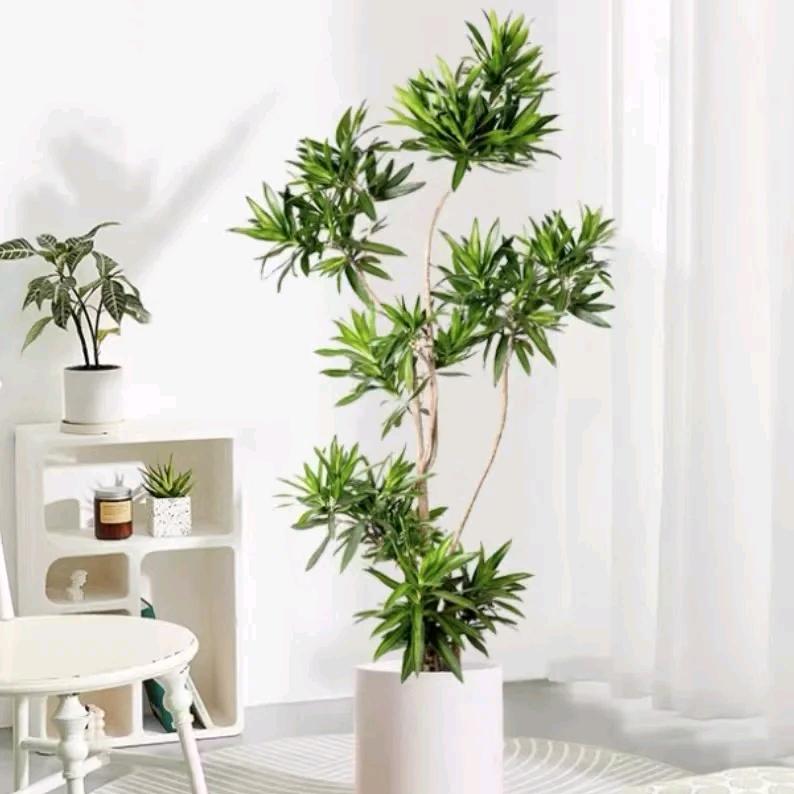 木语花卉