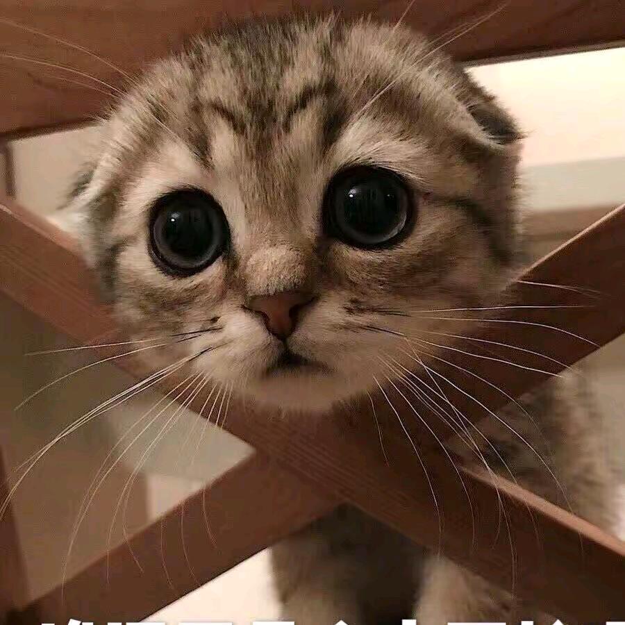 孤独的夜猫子
