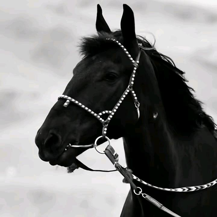 𓃗࿐藏区骑手001号  ࿐  𓃗