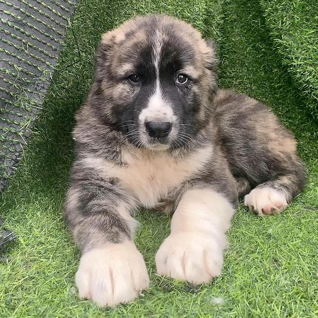 顺安中亚牧羊犬