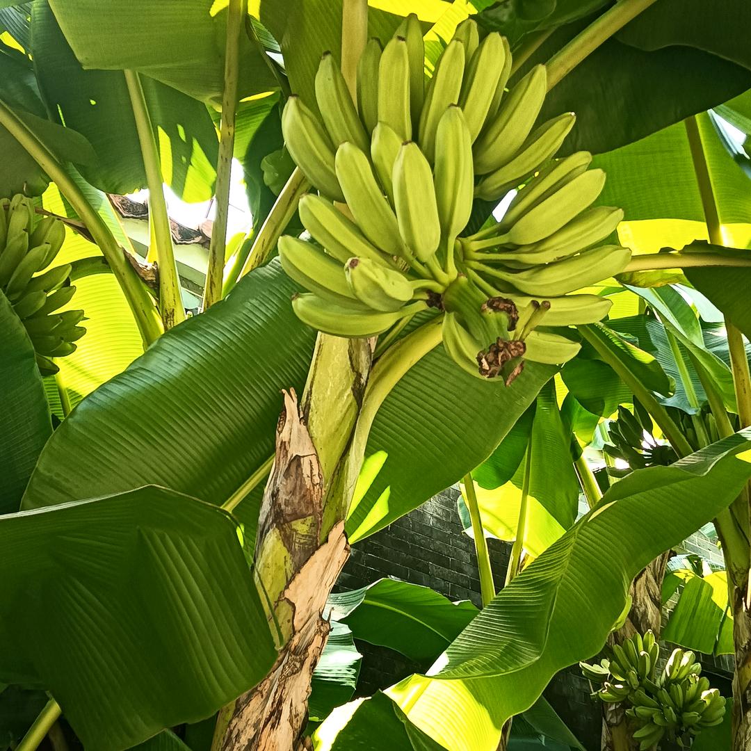 厦天