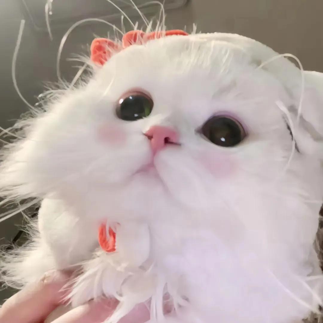 抬头小猫