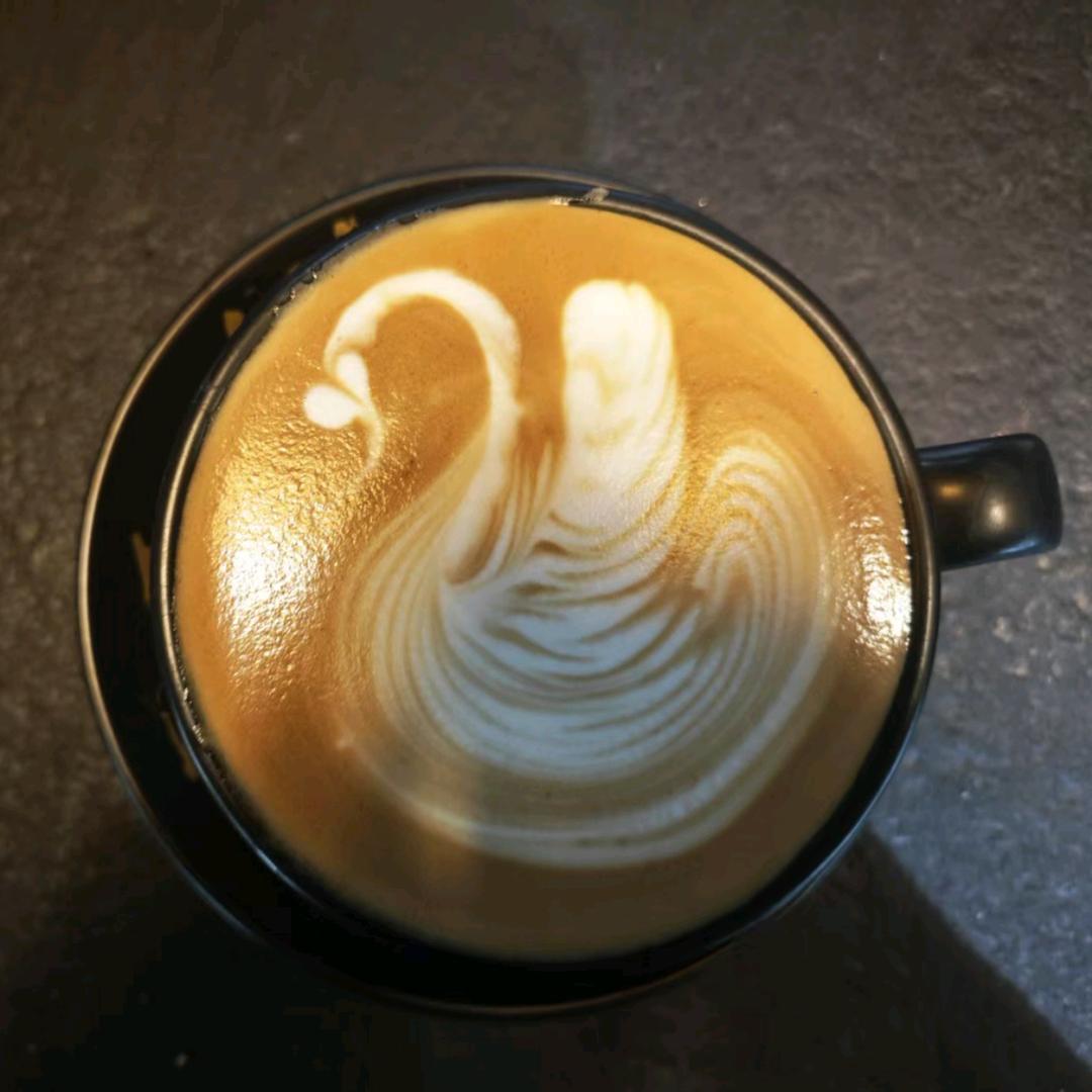 梧桐树下的蒲公英