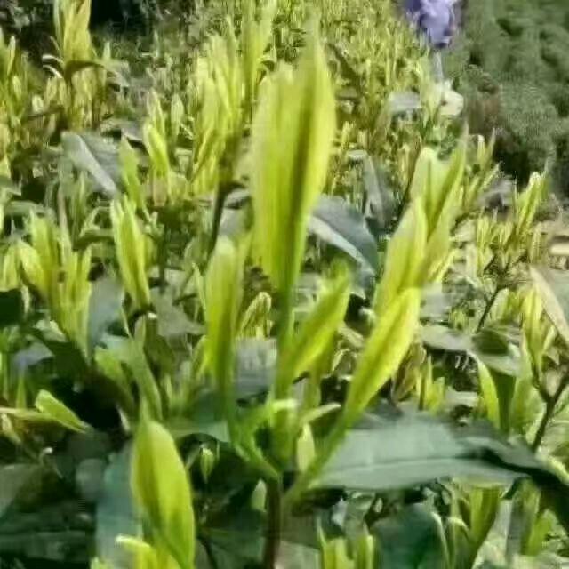 周口花姐