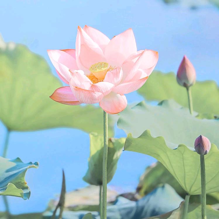 花开富贵^