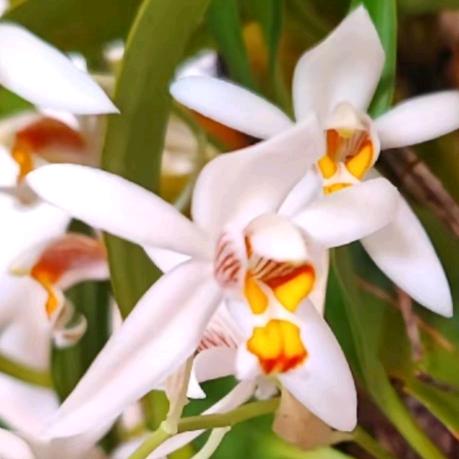 大山里的石斛花卉