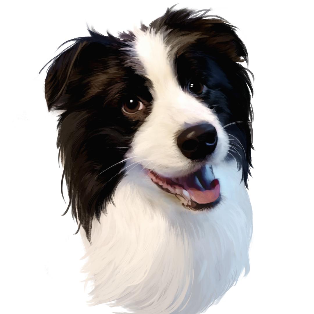 番茄🍅边境牧羊犬Kennel