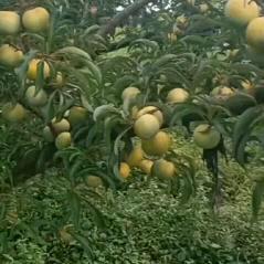 贞丰源生态农业种植(蜂糖李)育苗蜂糖李苗