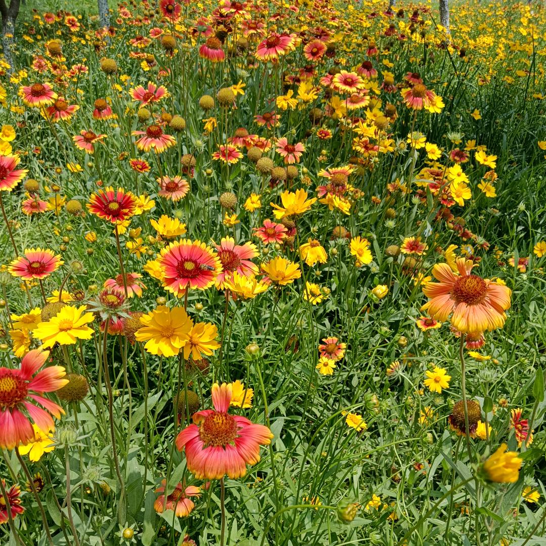 河南银箭赛鸽传媒