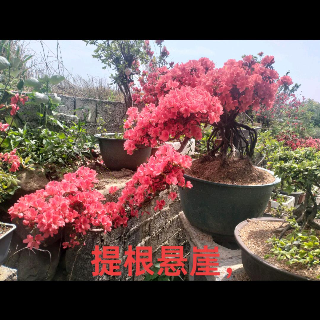 洞心实惠流动宴席，强哥，