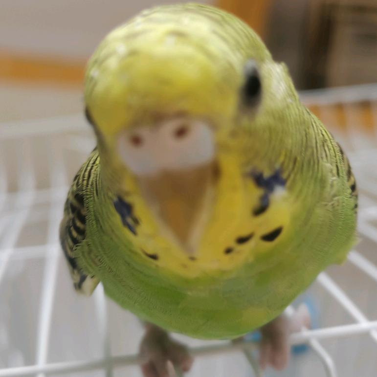 胖胖统治世界