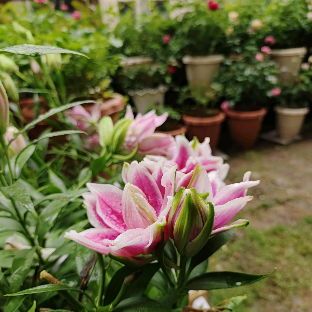 芳菁的小花园