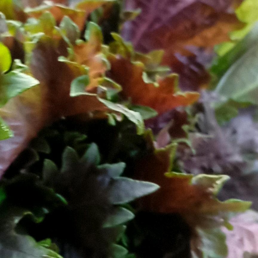 🥀鹿.语.淁🍀