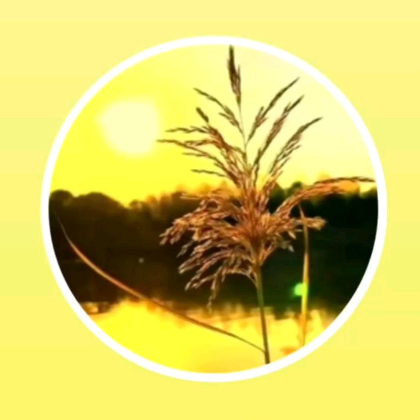 清哥