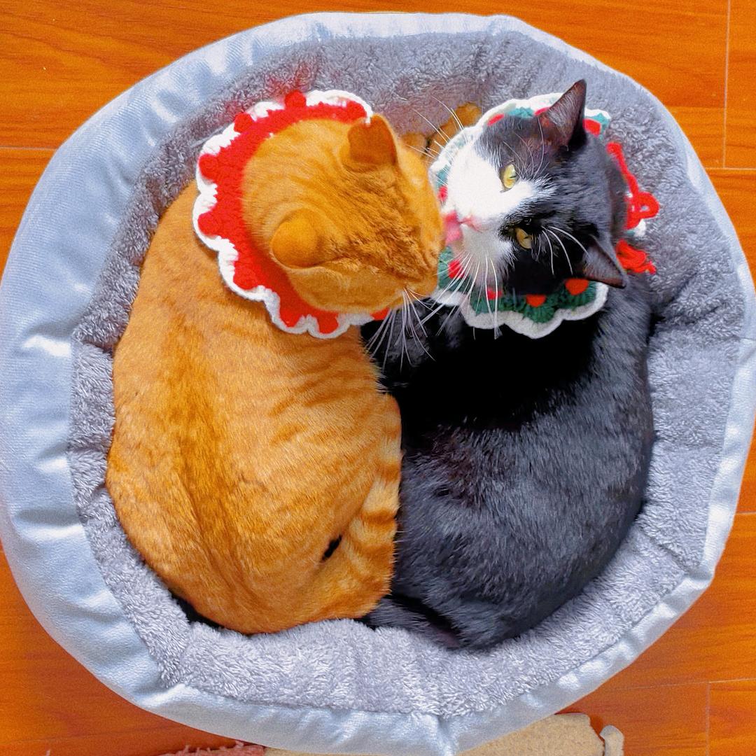奥猪猪的猪咪日常
