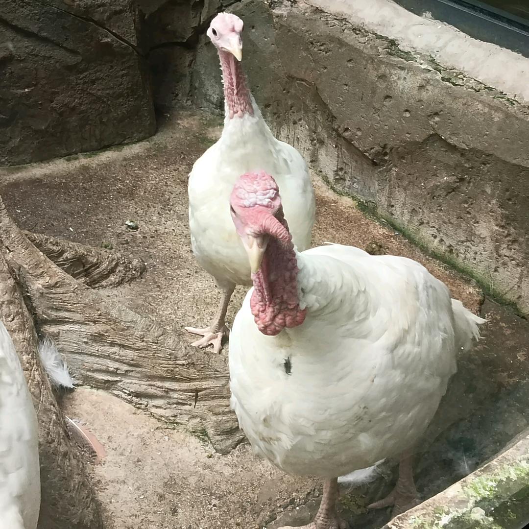 一诺千金