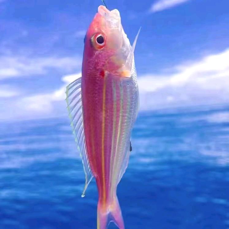 🍓海鲜   鱼干  批发店