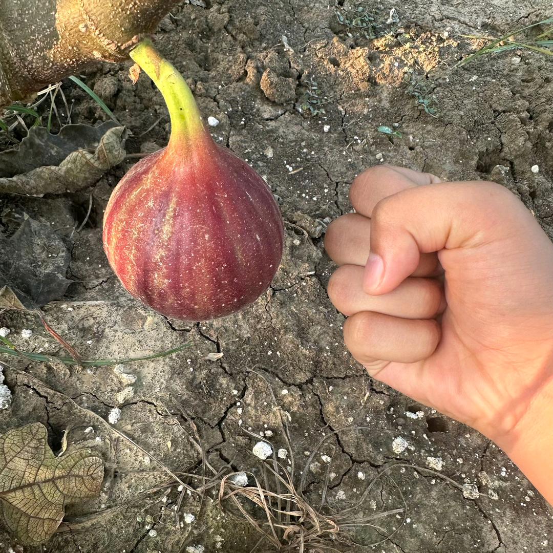 花果山上种无花果