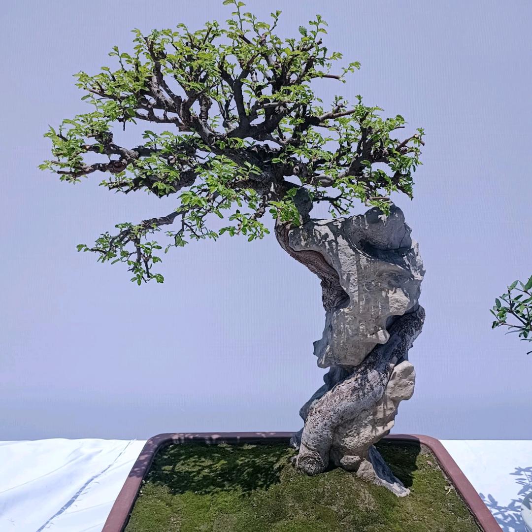 陈文松花卉生活坊