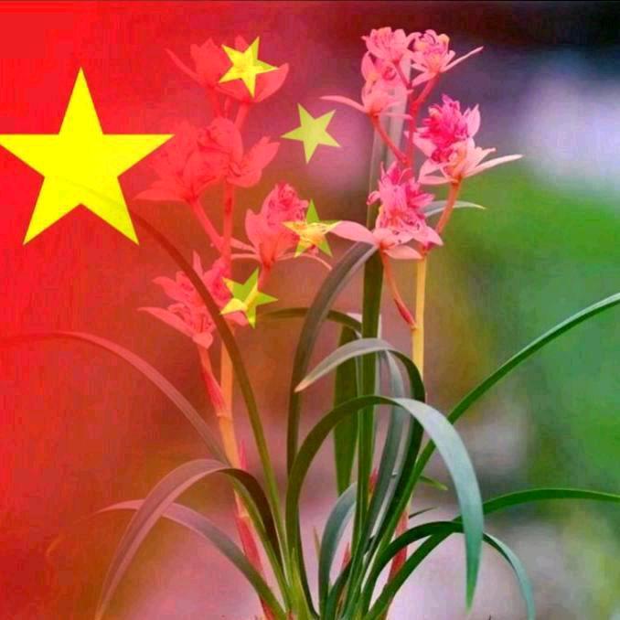 高县癸卯向晓丽🐇🍓💐💐🦋🦋