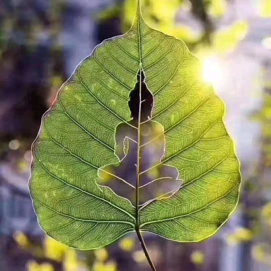 觉者