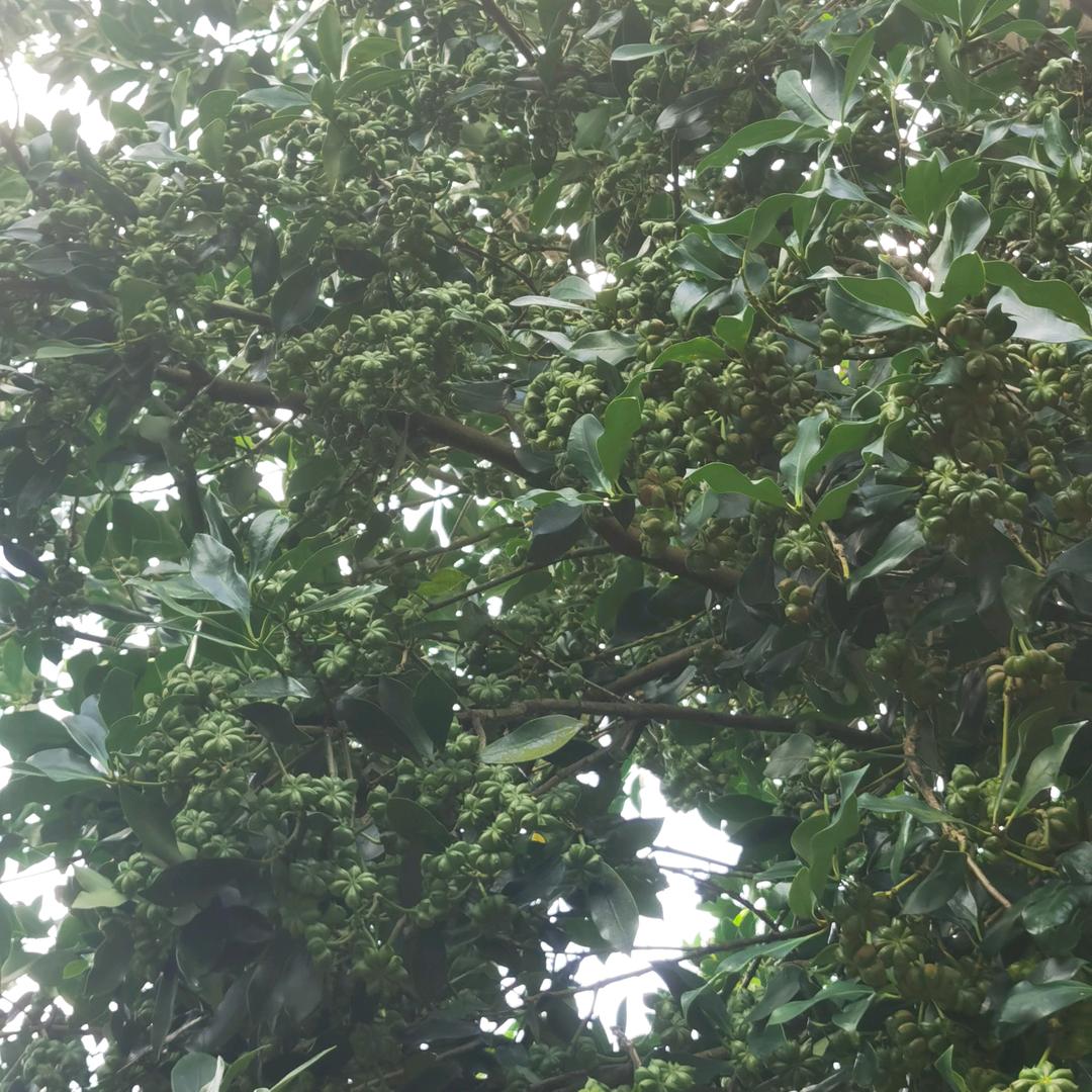 小梁哥八角种植日记