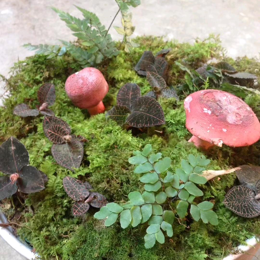 苍狼