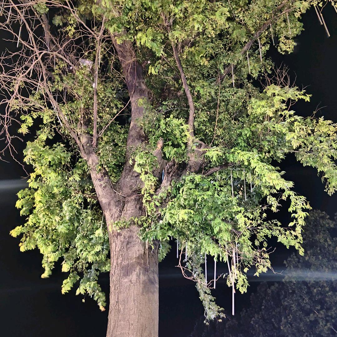 摸摸头装饰集成吊顶
