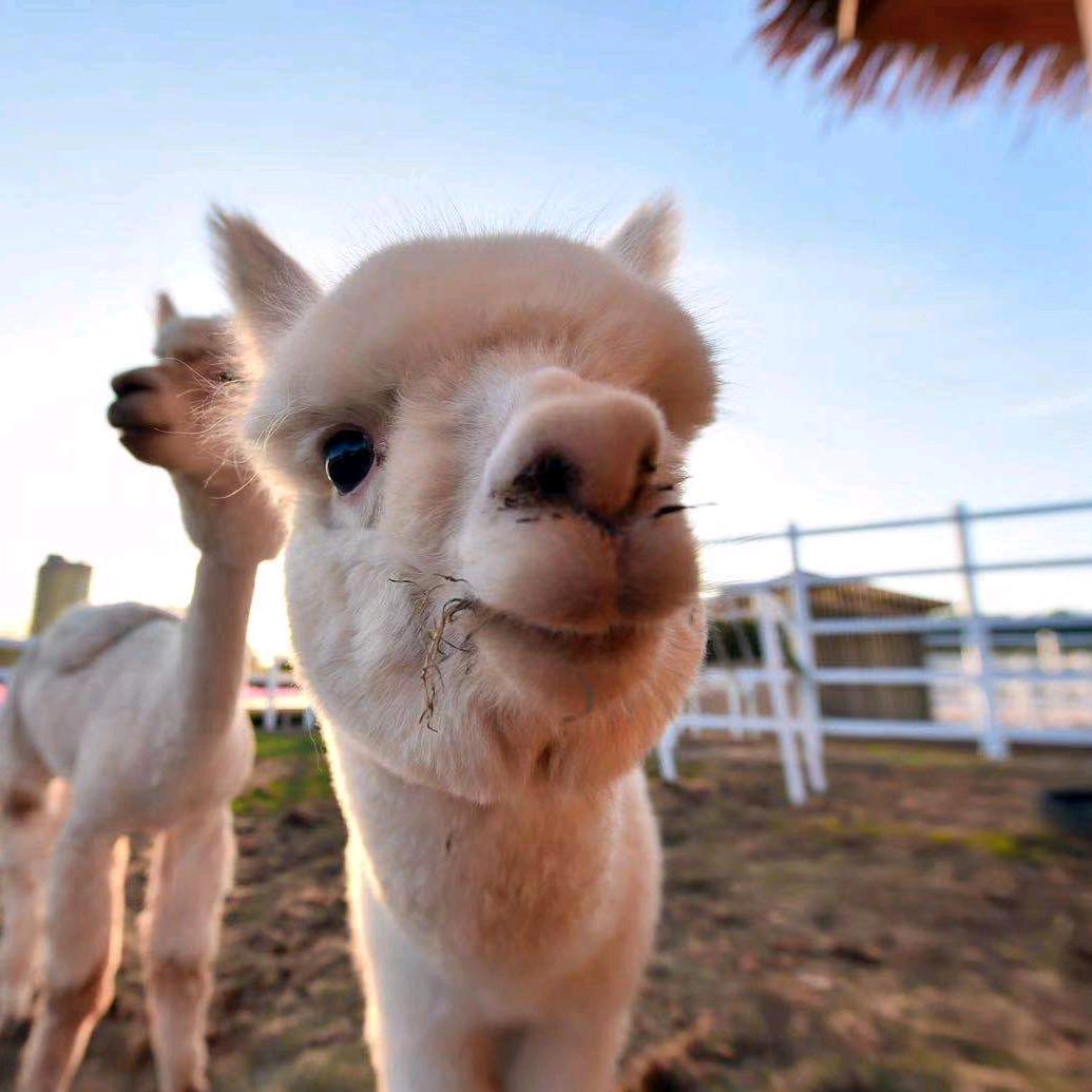 星辉头条图文创作