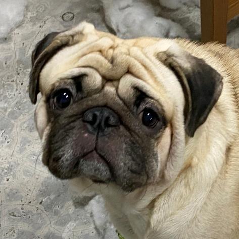 包子是只巴哥犬