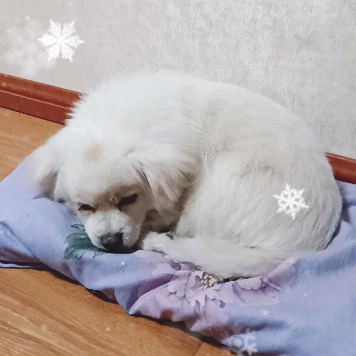 猴姐