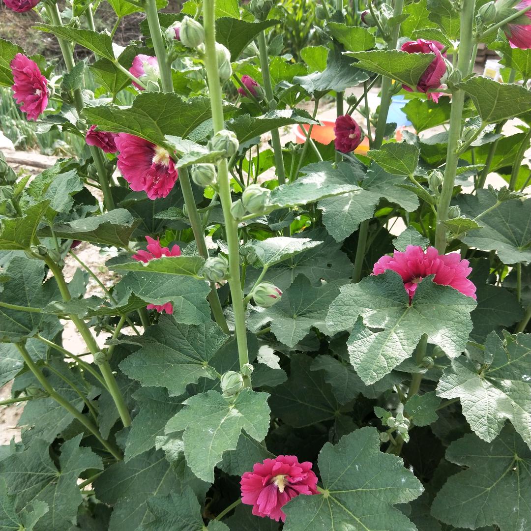 曼美，（文文）🍎